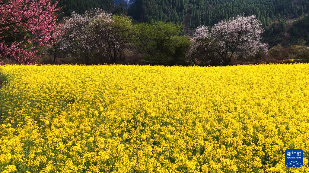 སྤོ་མེས་ཡིད་འོང་དུ་དཔྱིད་ཀྱི་དཔལ་མོ་སླེབས་པ།