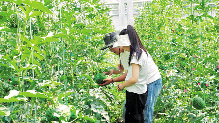 黑水县晴朗乡京颖优质西瓜迎来采摘季