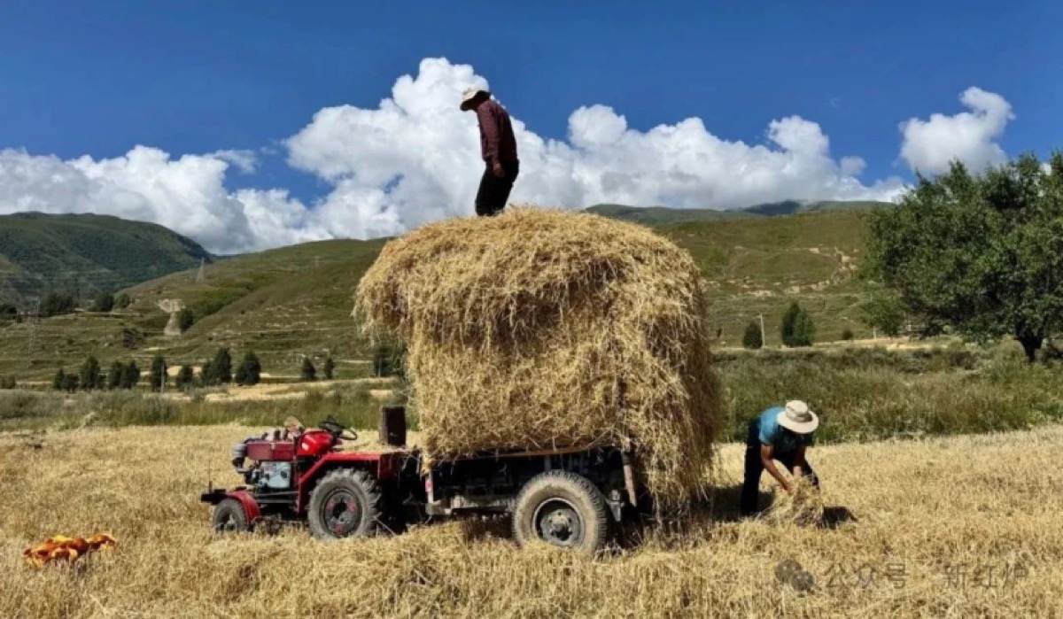 鲜水金谷好“丰”景 颗粒归仓秋收忙