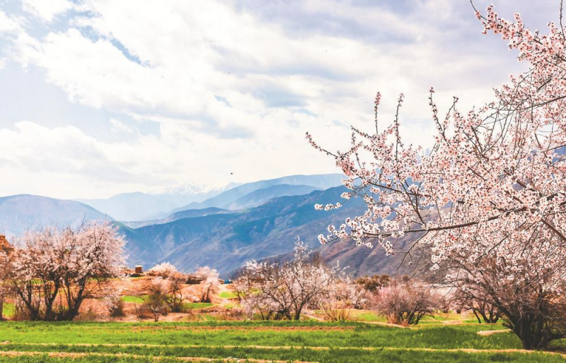 得荣桃花 续写高原春日高光
