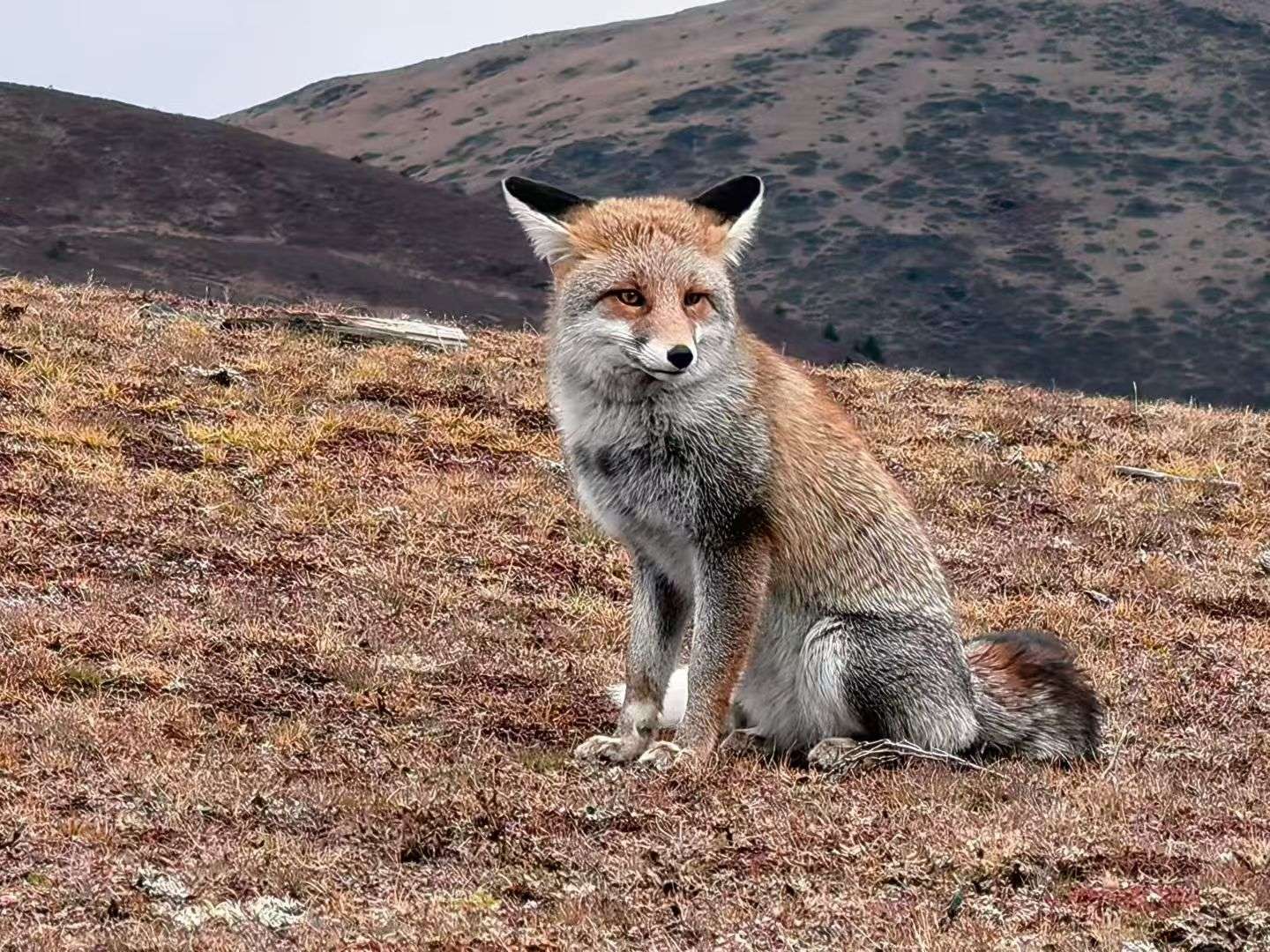 玉科草原上的温情邂逅：赤狐与游客“有爱同框”见证道孚生态之美