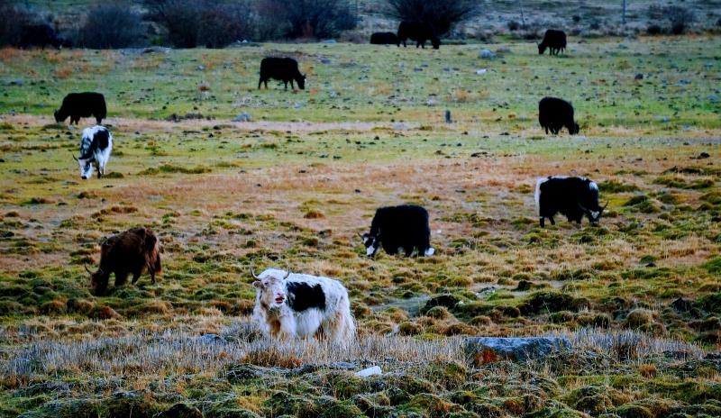 2025年西藏自治区攀岩自然岩壁公开赛在拉萨举行