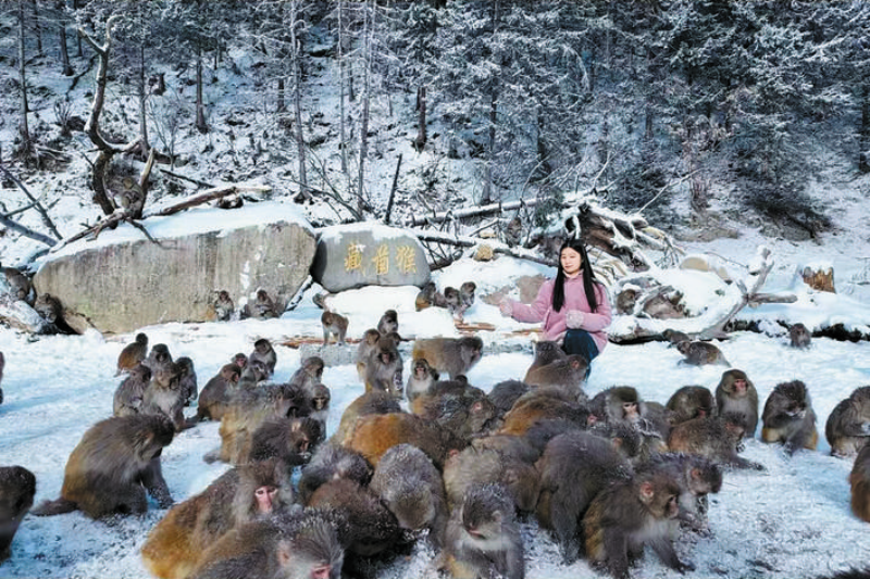 游人在达古冰川金猴海投喂藏酋猴