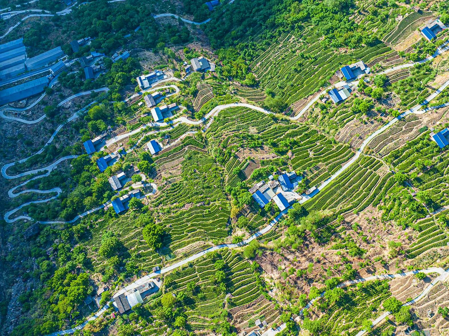 九龙县：一片茶叶带富一方百姓