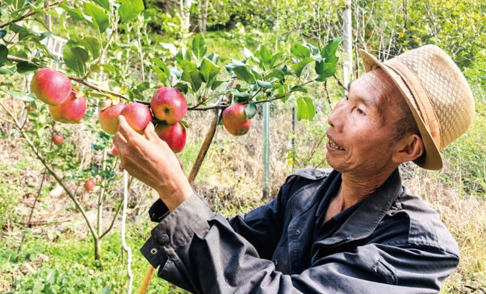 九龙县：苹果产业为富民“筑基铺路”