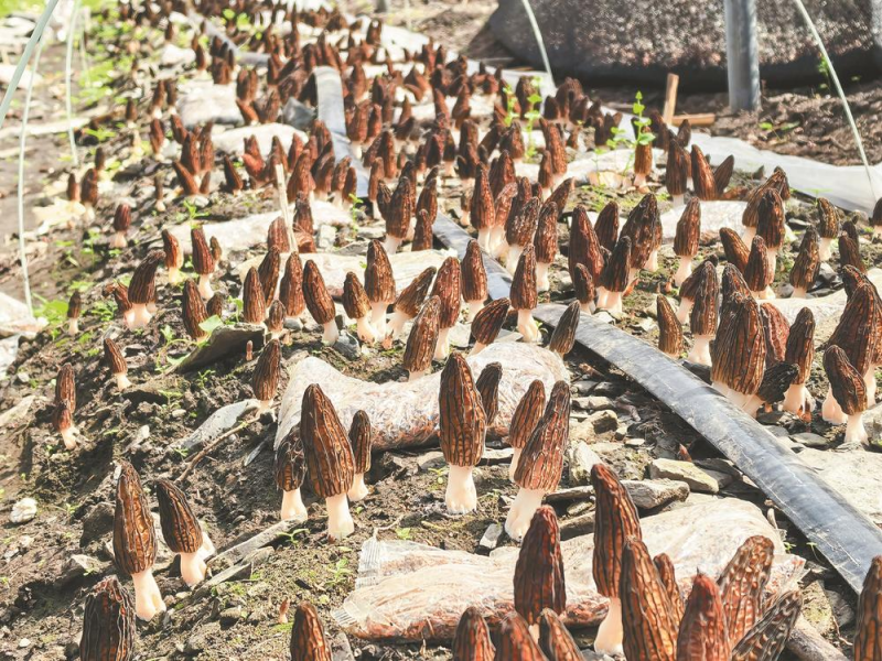 种下羊肚菌 撑开致富伞