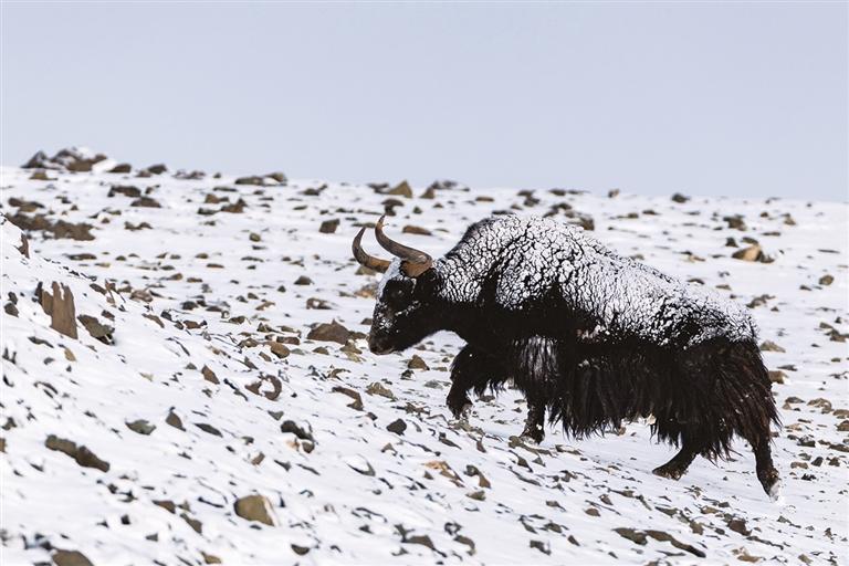 ༄༅།།མཐོ་སྒང་གསོན་ཉམས་དཔའ་མོ་ཁྱུང་རྫོང་།