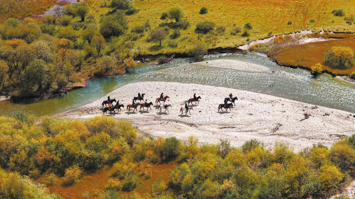 红原县数万亩草原化作金色海洋