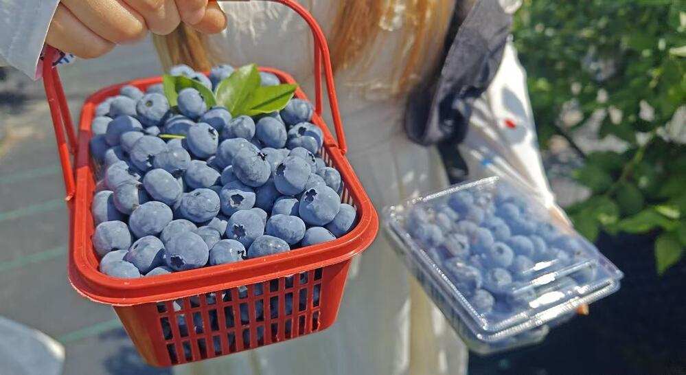 海螺沟景区：蓝莓产业牵引农旅融合富民增收