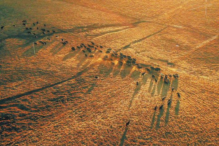 阿坝县贾洛镇草原上牛群悠然觅食