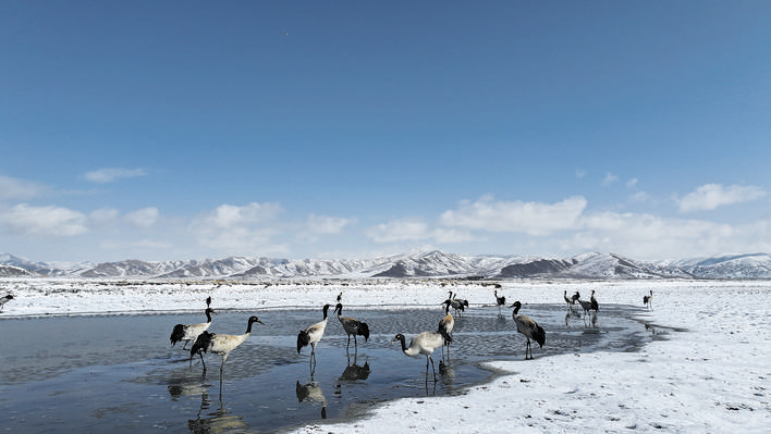 今秋首批黑颈鹤抵达红原湿地