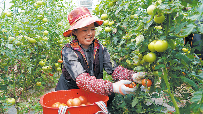 金川县马奈镇独足沟村村民正在收获西红柿