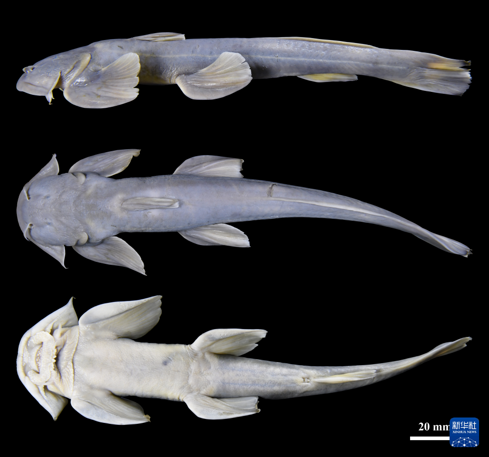 西藏发现鱼类新物种