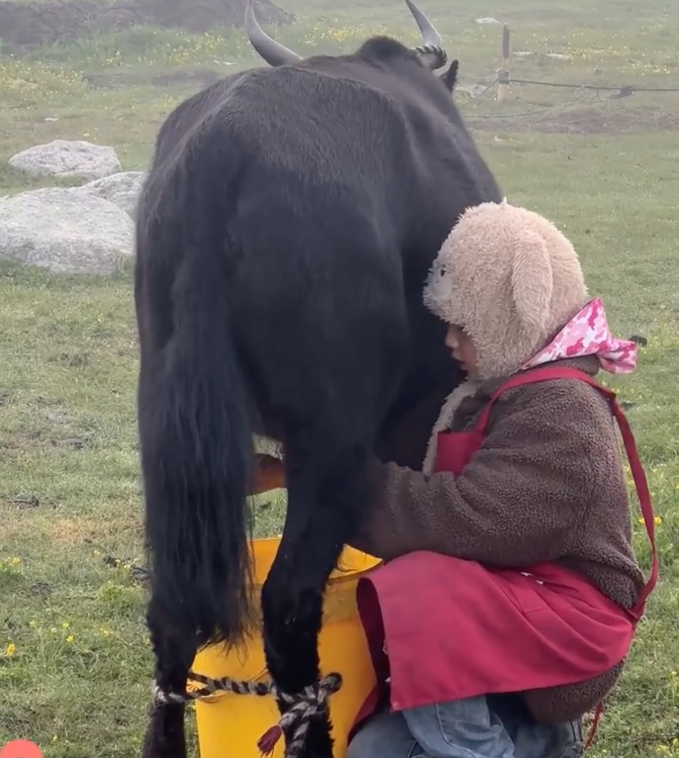 #牧区生活 #暑期 ལོ་12ཅན་གྱི་སློབ་ཆུང་སློབ་མ་དབྱར་གནང་སྐབས་སུ་ཡུལ་ལ་ལོག་ནས་ཨ་མར་འོ་མ་བཞོ་རོགས་བྱས།