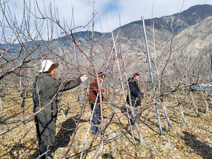 小金县：冬季果园管护忙