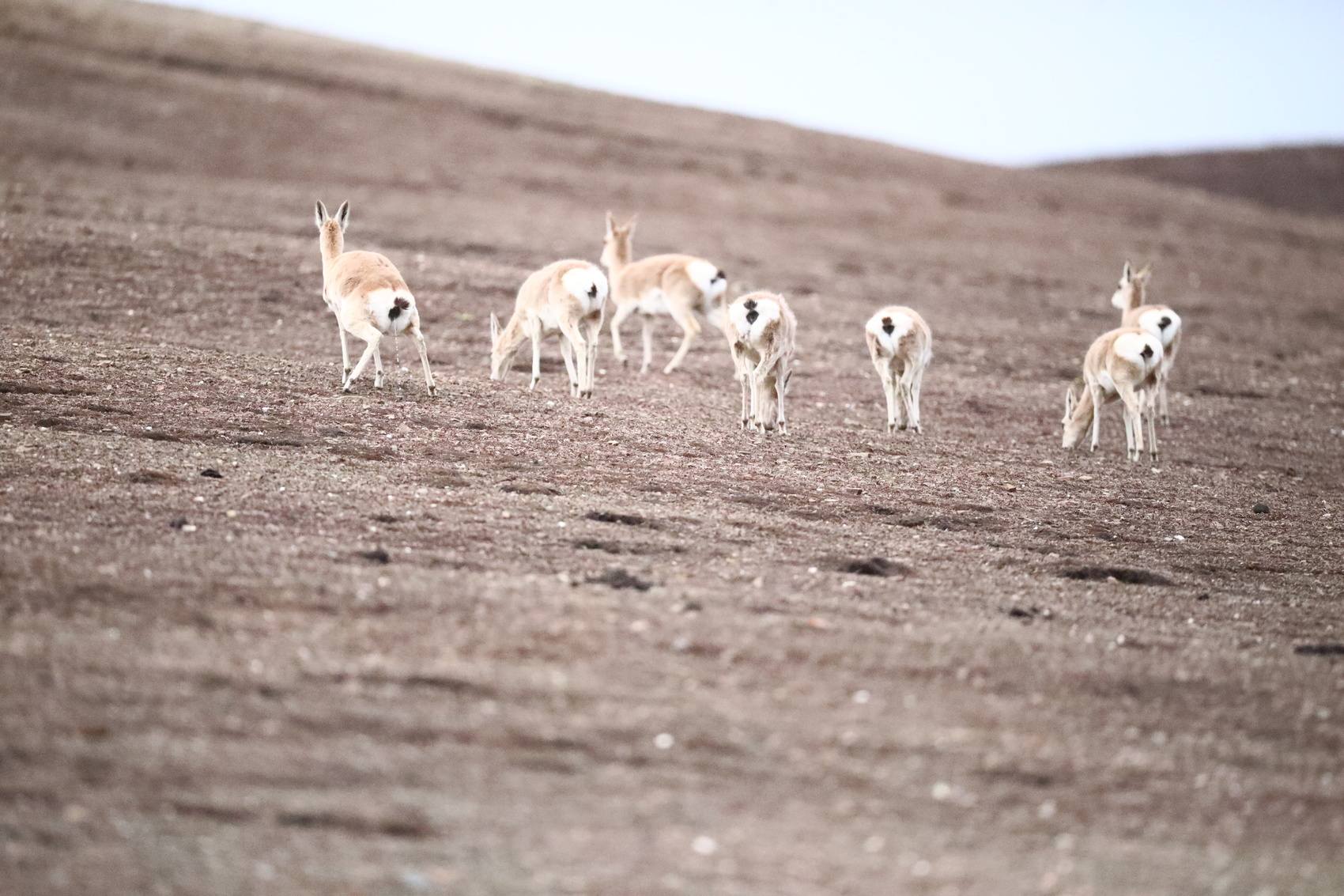 ༄༅།།བོད་མིའི་རྒྱན་གོས།