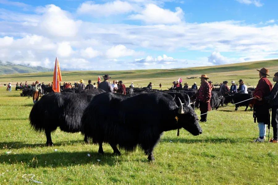 ཞི་ཅིན་ཕིང་གི་ཕྱི་འབྲེལ་དགོངས་པར་སློབ་སྦྱོང་དང་ཞིབ་འཇུག་ལས་དོན་གྱི་བཞུགས་མོལ་ཚོགས་འདུ་པེ་ཅིན་དུ་འཚོགས་པ།