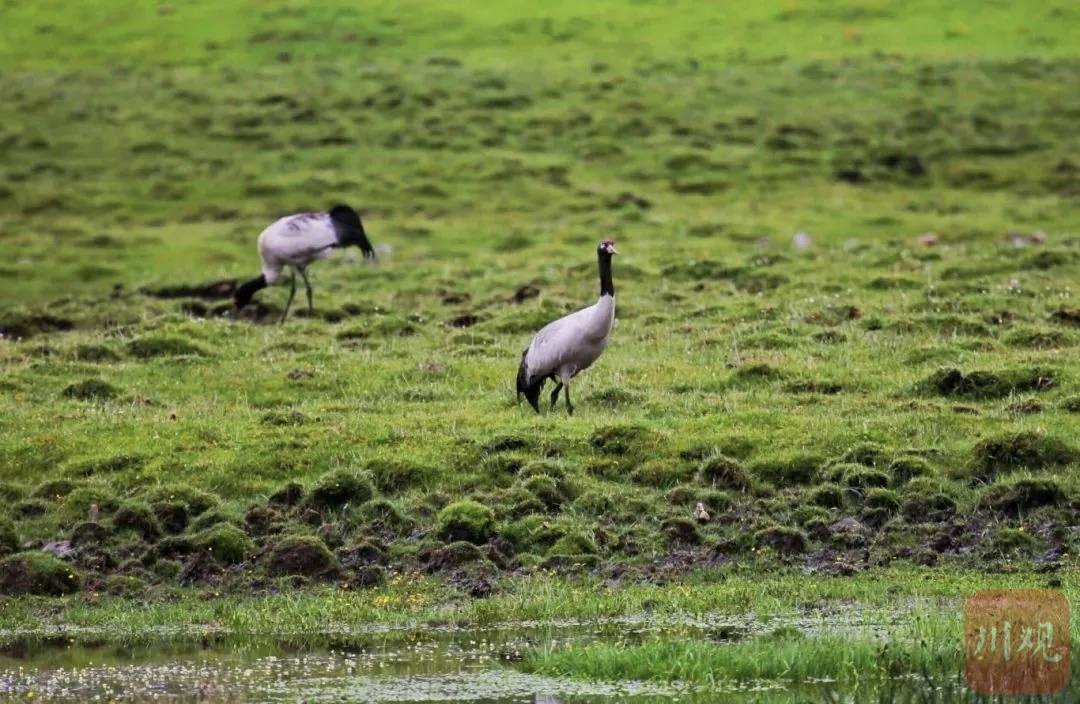 ༄༅།།སྟོན་མཇུག་གི་ཕུ་མ་གཡུ་མཚོའི་སྒེག་ཉམས།