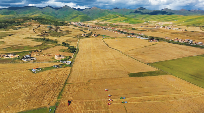 阿坝县万亩青稞喜丰收 群众欢颜庆丰年