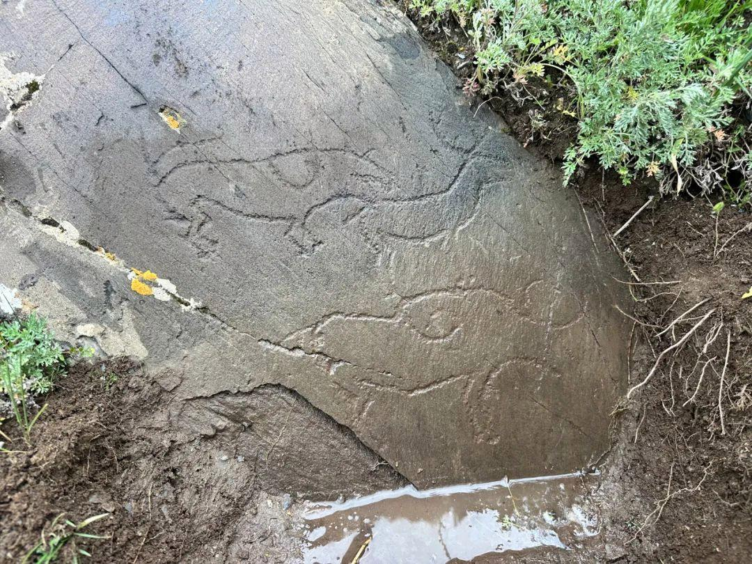 “虎噬鹿”首现青藏高原！石渠破土发现完整主题古岩画