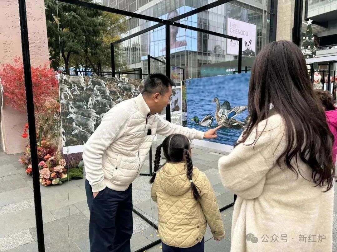 100幅候鸟大片惊艳春熙路 炉霍鸟类摄影展亮相成都