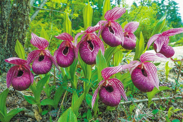 མི་རིགས་ཁག་དབར་སེའུ་འབྲུའི་འབྲུ་གུ་ལྟར་རྡོག་རྩ་གཅིག་ཏུ་སྒྲིལ།