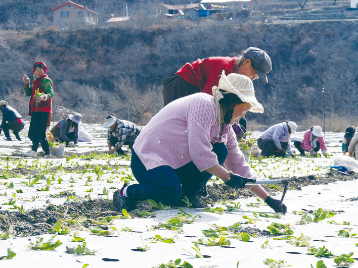 黑水县红星村：人勤春来早 莴笋种植忙
