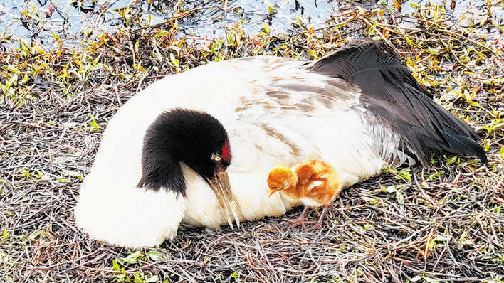 ཞི་ཅིན་ཕིང་གིས་བོད་ཀྱི་མི་རིགས་ཁག་དང་ལས་རིགས་ཁག་གི་འཐུས་མིར་མཇལ་འཕྲད་གནང་བ།