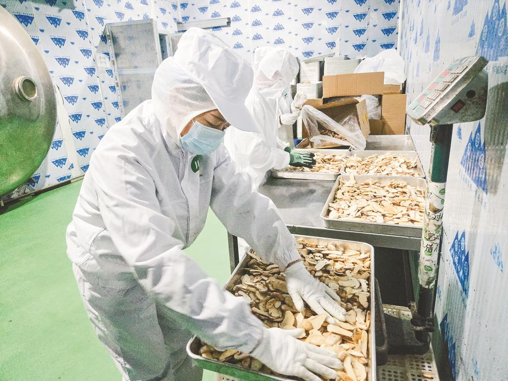 雅江：绿电蓄能兴高原 松茸撑开“致富伞”
