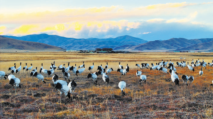 国家一级保护动物黑颈鹤在红原县月亮湾湿地休憩觅食
