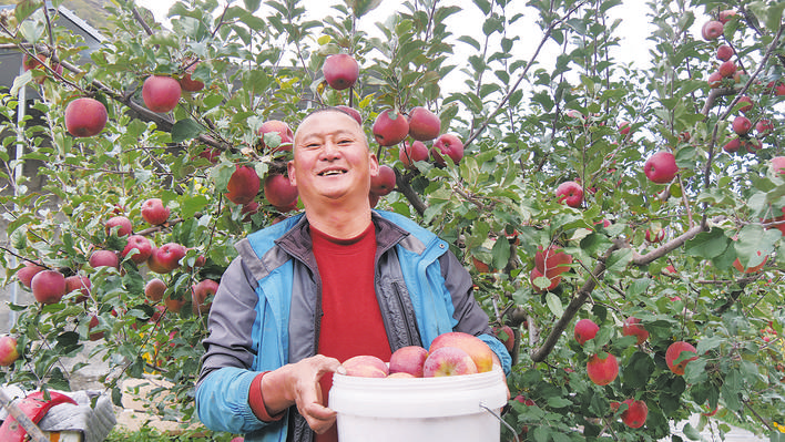 黑水县木苏镇苹果进入采收旺季