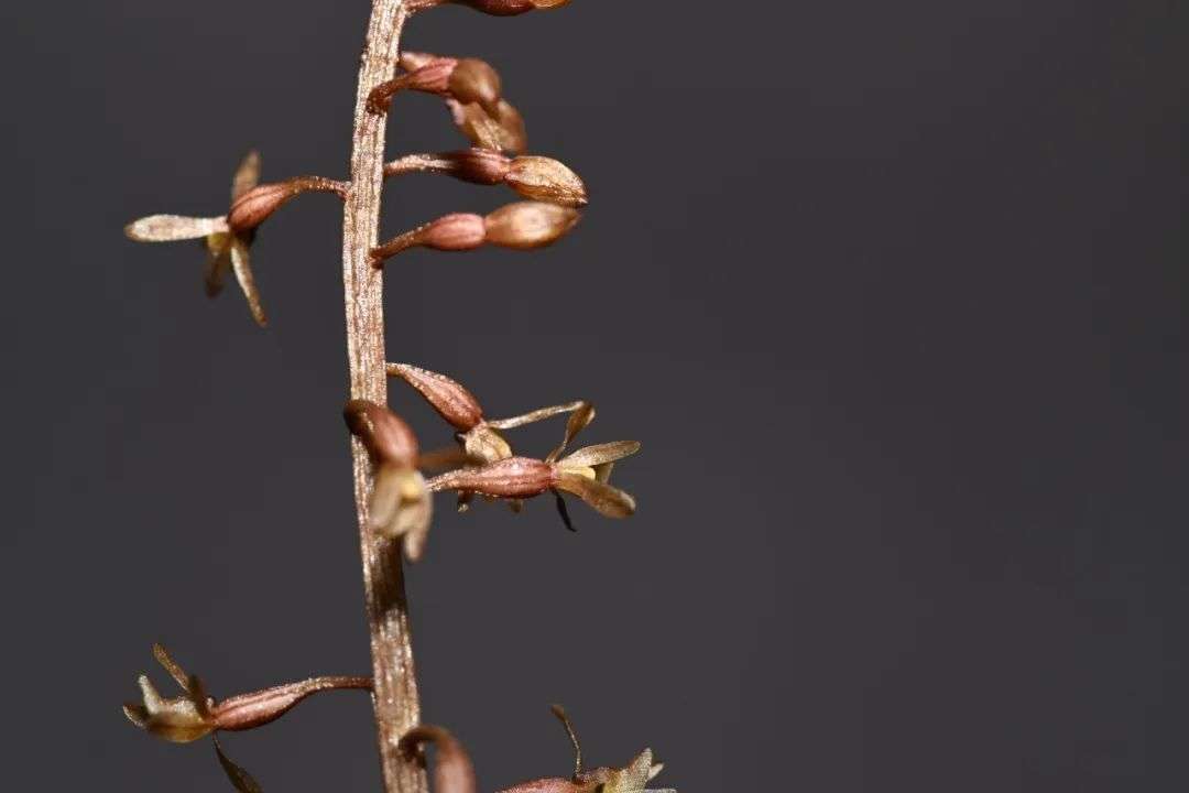 མཚོ་སྔོན་མདོ་ལ་རྫོང་གིས་དམངས་གླུ་འགྲན་བསྡུར་སྤེལ།