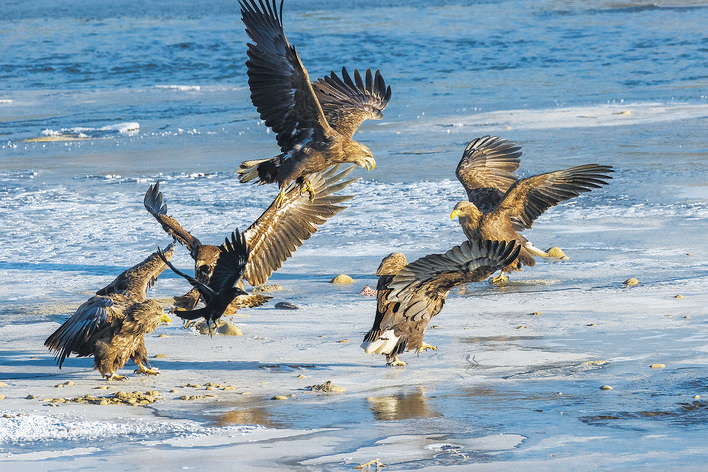 阿曲河畔摄雕正当时