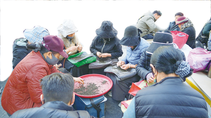马尔康虫草采挖交易忙