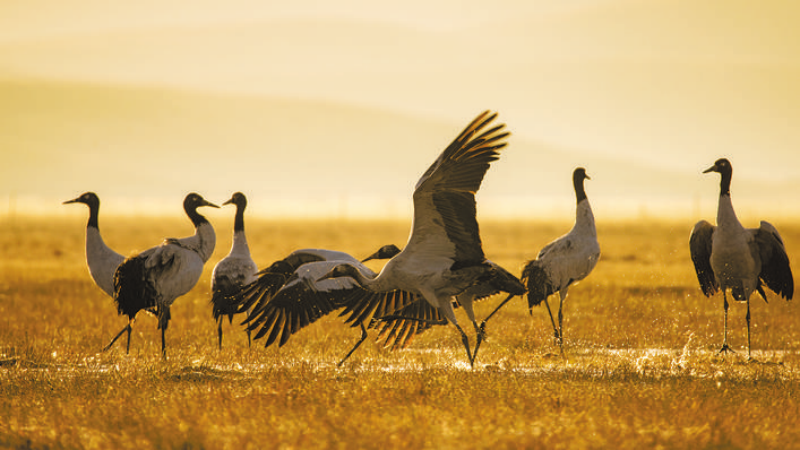 从“高质量”到“高标准”打造两个国家公园如何发力？