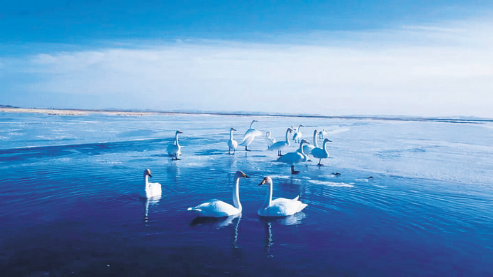 大天鹅与黄河的冬日之约