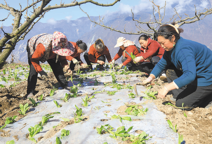 茂县南新镇别立村村民在移栽莴笋幼苗