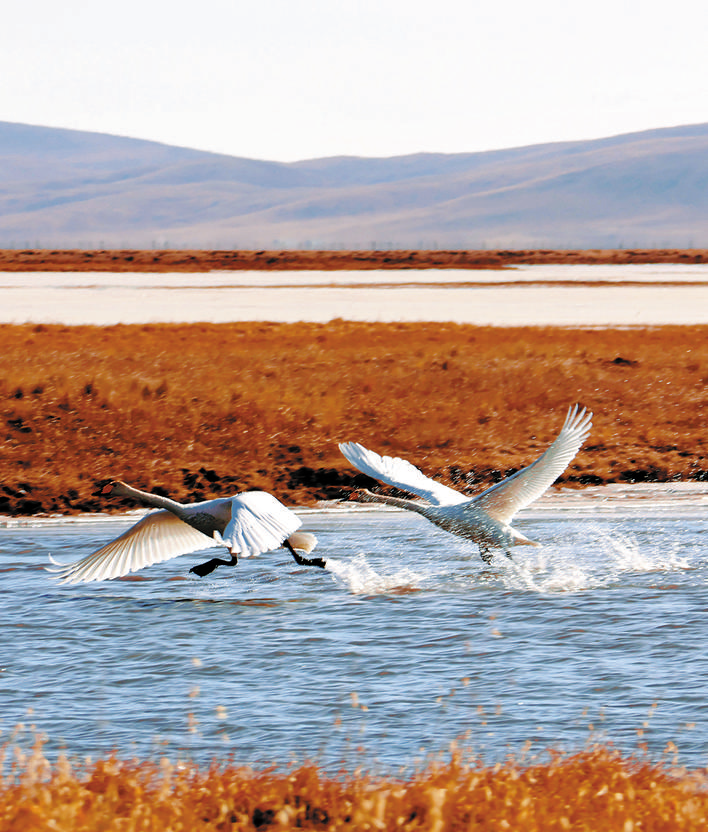 天鹅翩跹映冬日