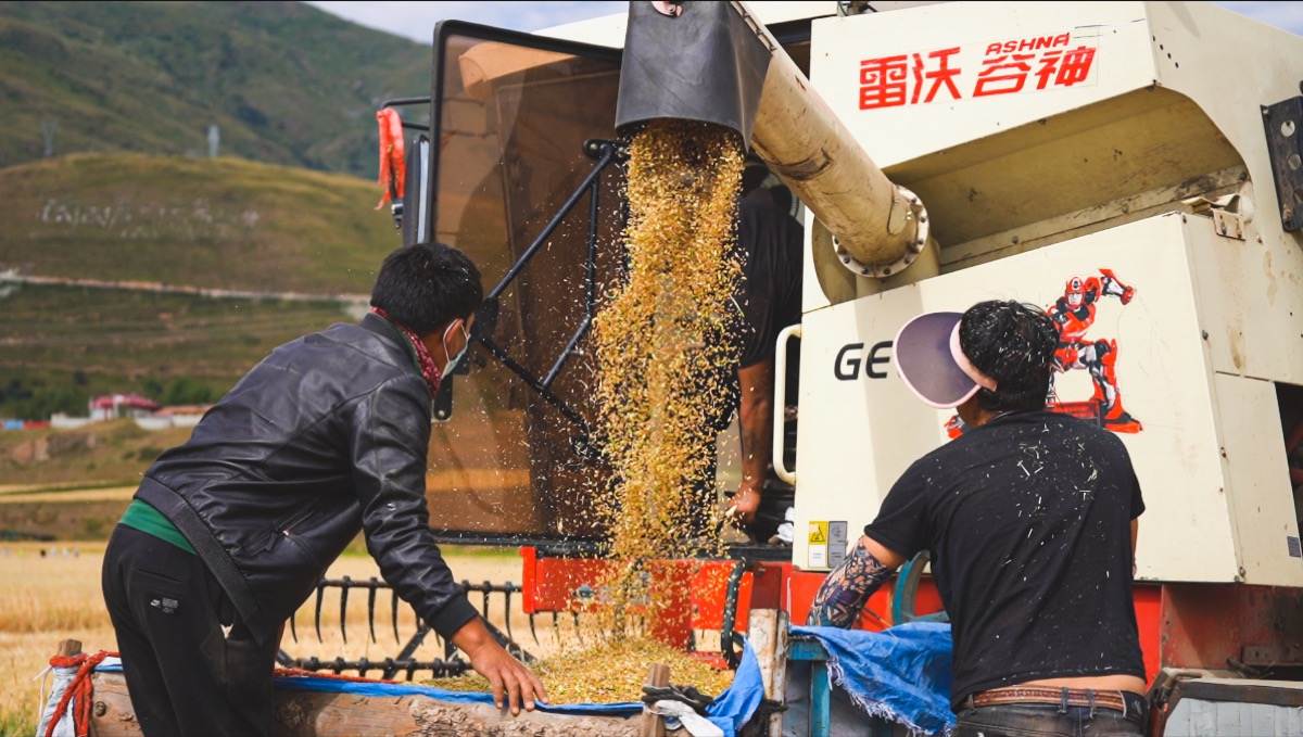 青稞浪上“铁牛”吟，3500米高空坠下满地金