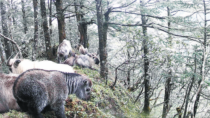 松潘大熊猫国家公园岷江自然保护区内成功拍摄到一群羚牛活动的影像