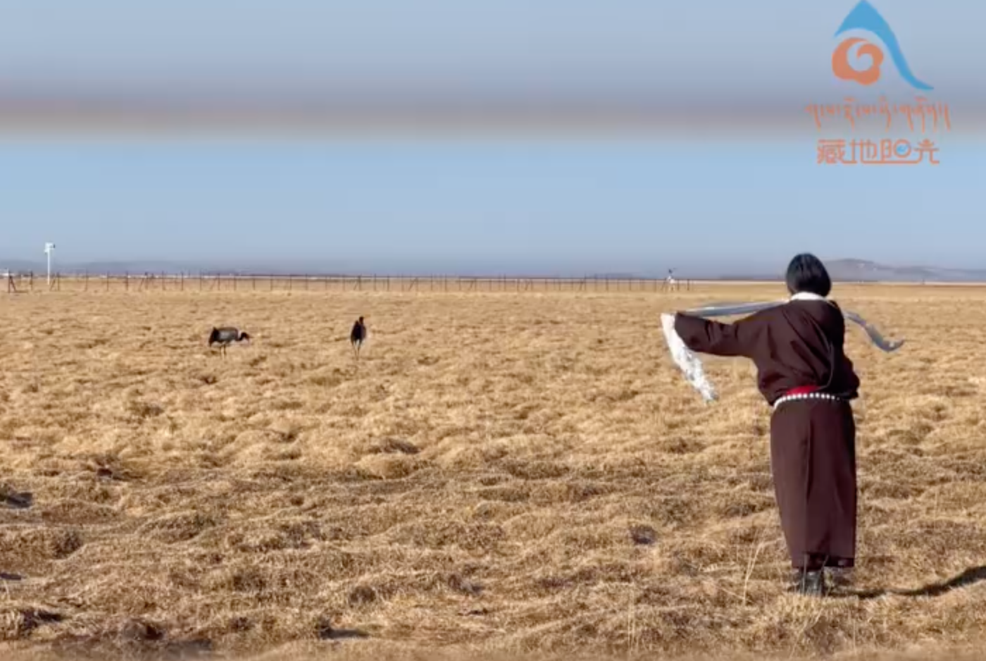 བཀྲ་ཤིས་ལྷ་དར་དཀར་པོས་ཁྲུང་ཁྲུང་གཞིས་ལ་ལོག་པར་དགའ་བསུ་ཞུ། #若尔盖湿地#黑颈鹤#守鹤员 #大美高原 点击关注→@藏地阳光全媒体